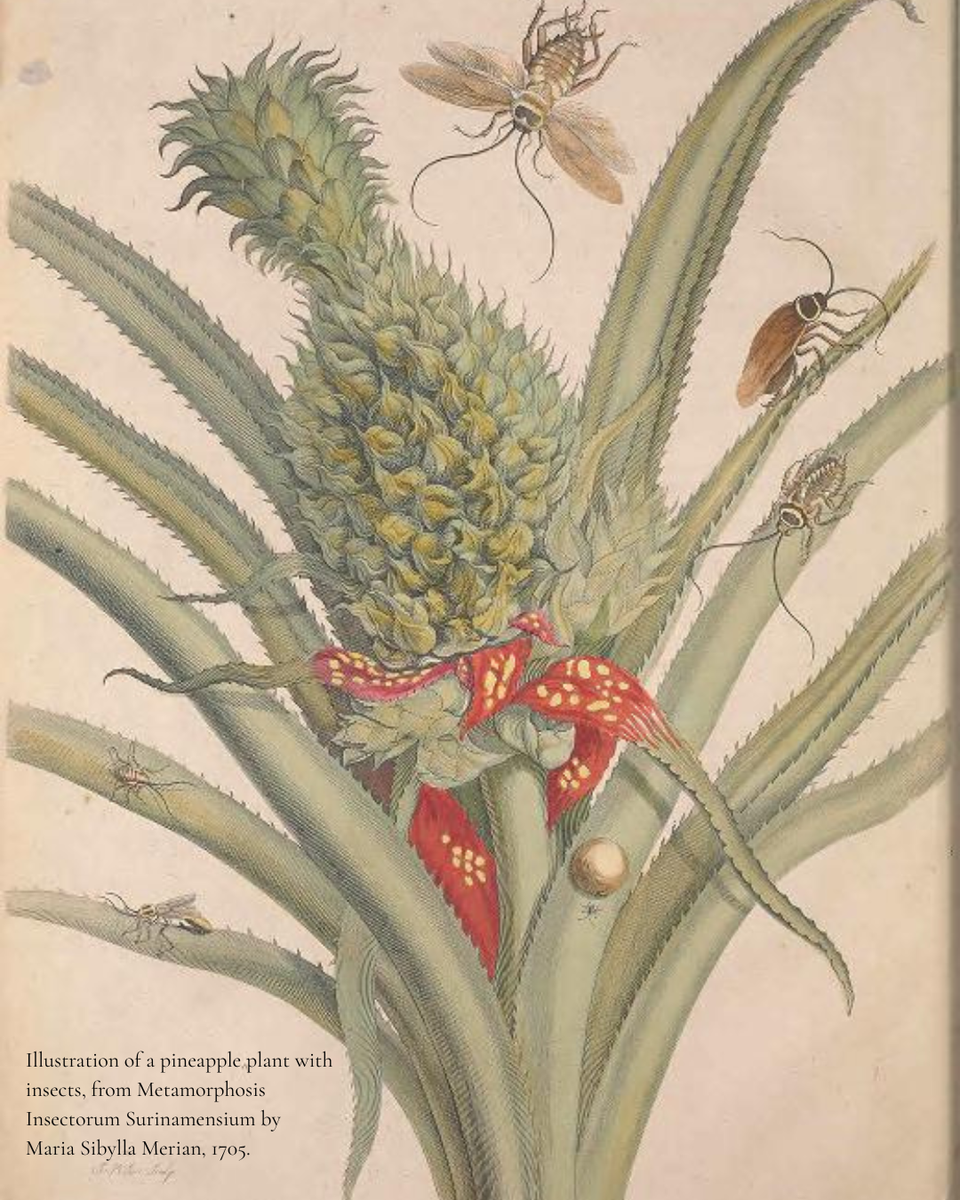 From Tepache to Kombucha: The Colonial History of Pineapple Nobody Tells You