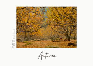 Slice Of Mountain Life - Postcards